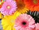 fleuriste leloup genval
