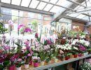 fleuriste leloup genval