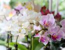 fleuriste leloup genval