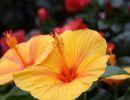 fleuriste leloup genval