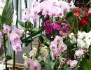 fleuriste leloup genval
