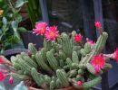 fleuriste leloup genval