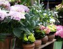 fleuriste leloup genval