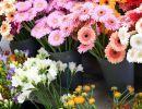 fleuriste leloup genval