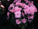 fleuriste leloup genval