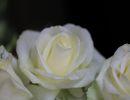 fleuriste leloup genval