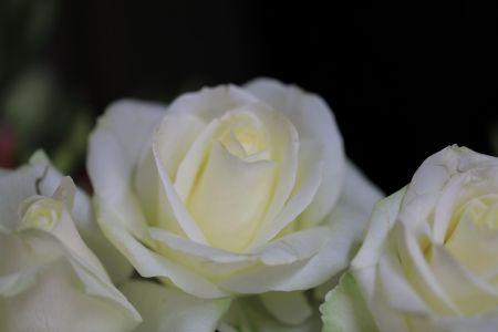 fleuriste leloup genval