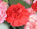 fleuriste leloup genval