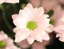 fleuriste leloup genval