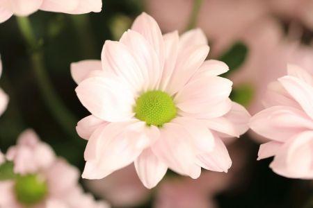 fleuriste leloup genval