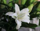 fleuriste leloup genval