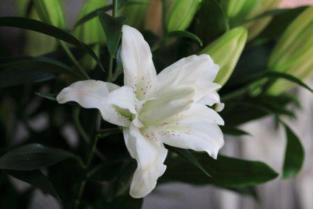 fleuriste leloup genval