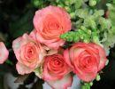 fleuriste leloup genval