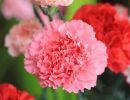 fleuriste leloup genval