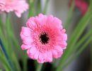 fleuriste leloup genval