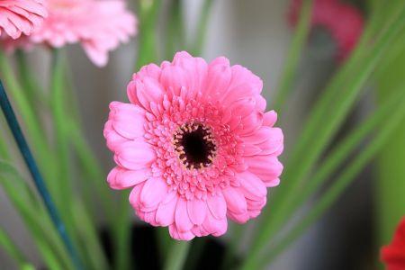 fleuriste leloup genval