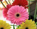 fleuriste leloup genval