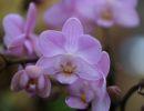 fleuriste leloup genval