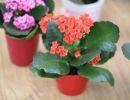 fleuriste leloup genval