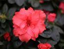 fleuriste leloup genval