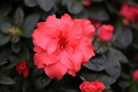 fleuriste leloup genval