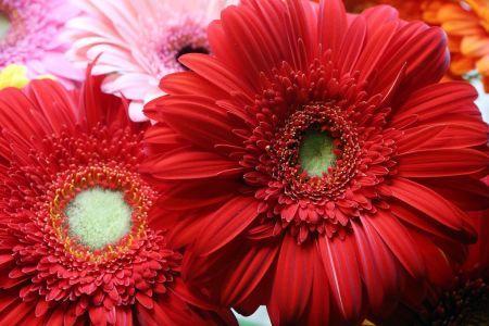 fleuriste leloup genval