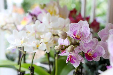 fleuriste leloup genval