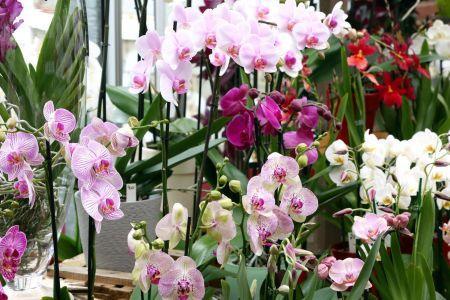 fleuriste leloup genval