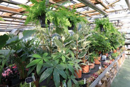 fleuriste leloup genval