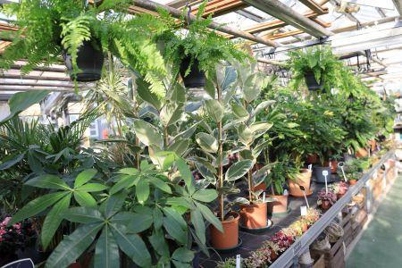 fleuriste leloup genval