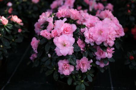 fleuriste leloup genval