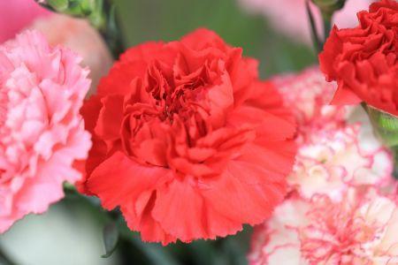 fleuriste leloup genval