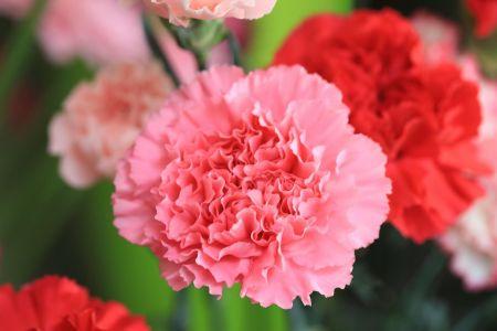 fleuriste leloup genval