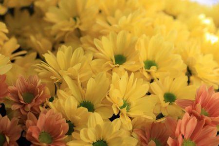 fleuriste leloup genval